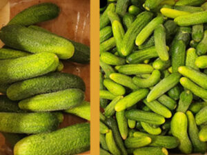 Cornichons sur commande - Nous contacter