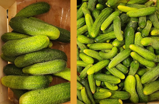 Cornichons sur commande - Nous contacter